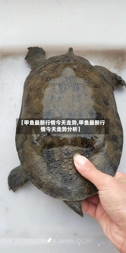 【甲鱼最新行情今天走势,甲鱼最新行情今天走势分析】-第1张图片