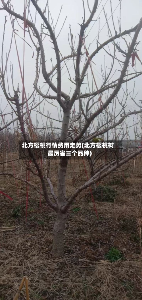 北方樱桃行情费用走势(北方樱桃树最厉害三个品种)-第2张图片