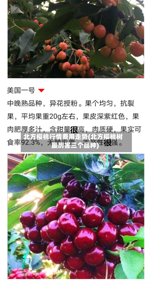 北方樱桃行情费用走势(北方樱桃树最厉害三个品种)-第3张图片