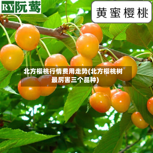 北方樱桃行情费用走势(北方樱桃树最厉害三个品种)-第1张图片