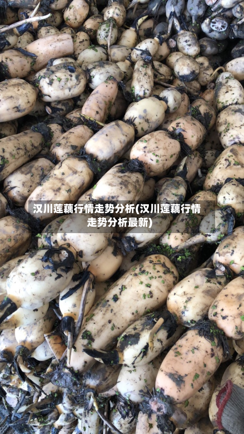 汉川莲藕行情走势分析(汉川莲藕行情走势分析最新)-第1张图片