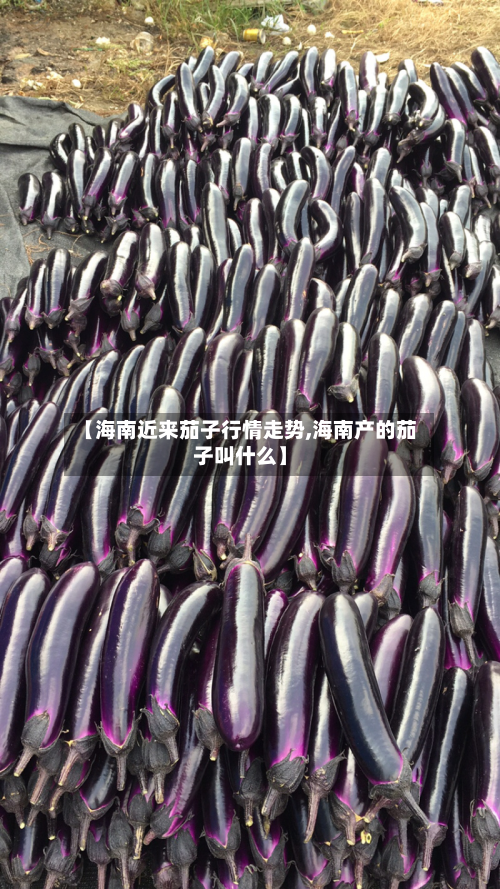 【海南近来茄子行情走势,海南产的茄子叫什么】-第3张图片