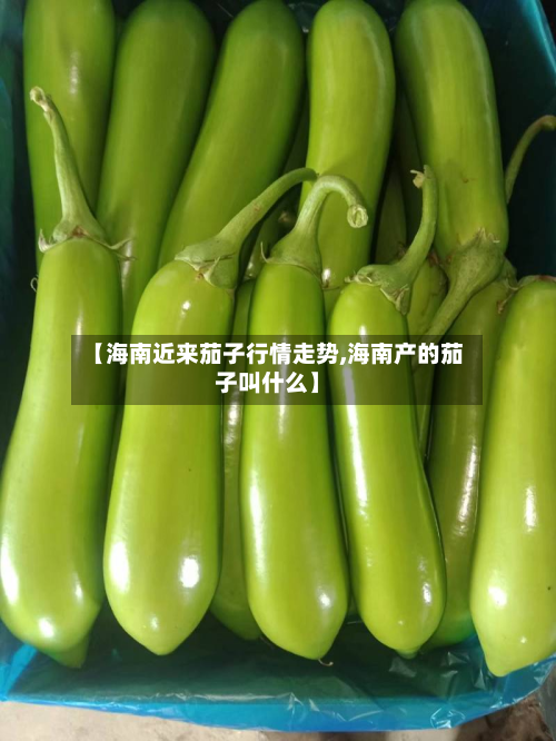 【海南近来茄子行情走势,海南产的茄子叫什么】-第1张图片