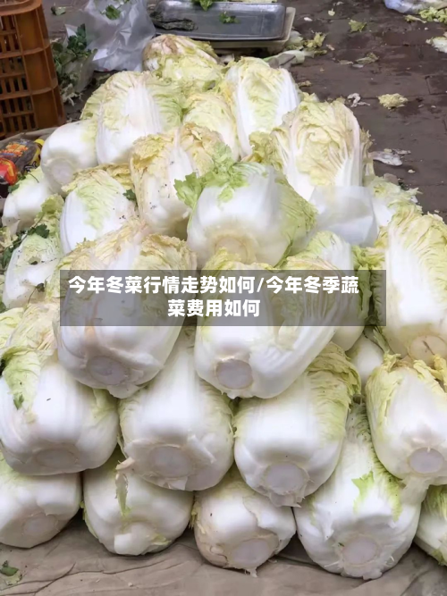 今年冬菜行情走势如何/今年冬季蔬菜费用如何-第2张图片