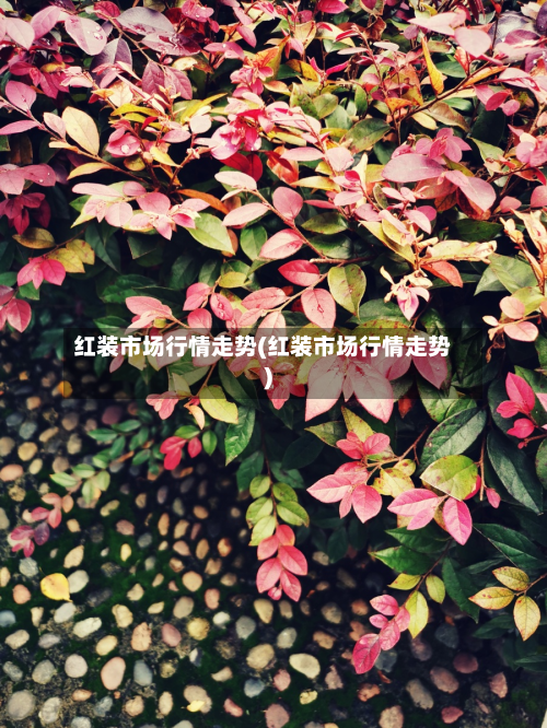 红装市场行情走势(红装市场行情走势)-第1张图片