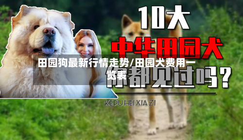 田园狗最新行情走势/田园犬费用一览表-第2张图片