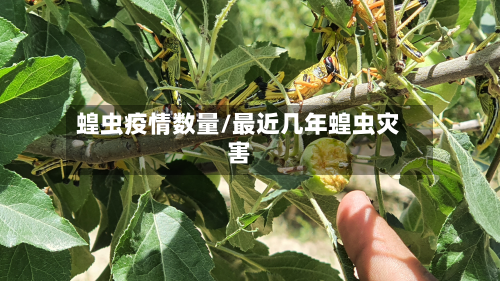 蝗虫疫情数量/最近几年蝗虫灾害-第2张图片