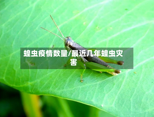 蝗虫疫情数量/最近几年蝗虫灾害-第1张图片