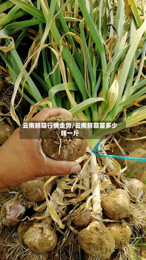 云南鲜蒜行情走势/云南鲜蒜苗多少钱一斤-第1张图片