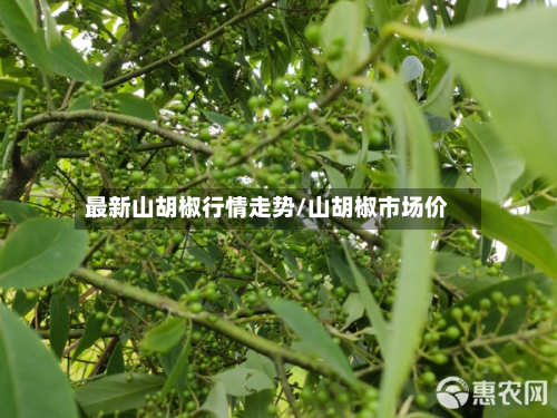 最新山胡椒行情走势/山胡椒市场价-第1张图片