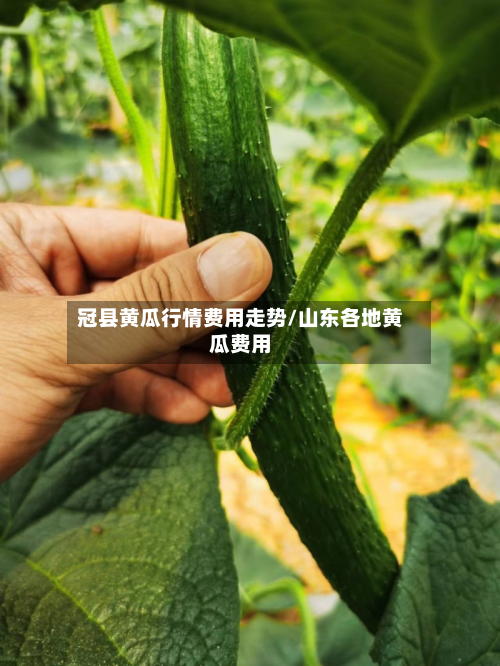 冠县黄瓜行情费用走势/山东各地黄瓜费用-第1张图片