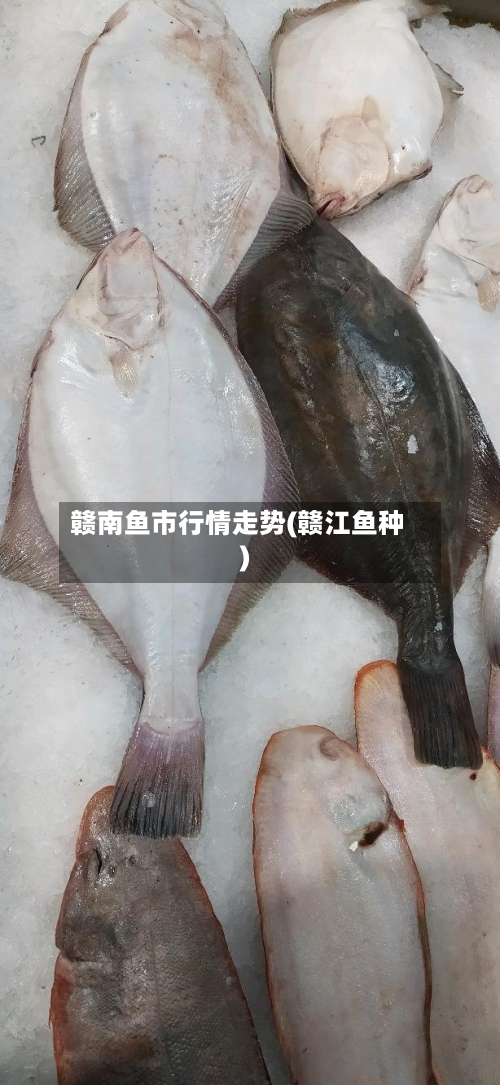 赣南鱼市行情走势(赣江鱼种)-第1张图片